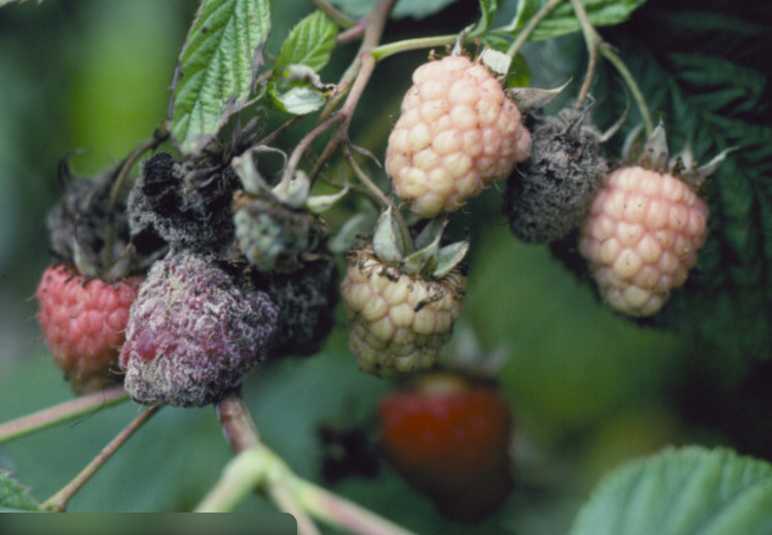 Botrytis en frambuesa: manejo efectivo en campo con Quimcasa