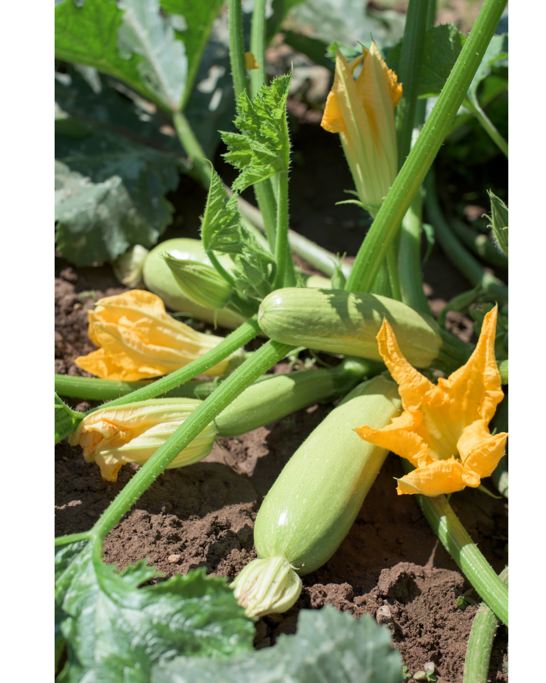 Cultivo de calabacita
