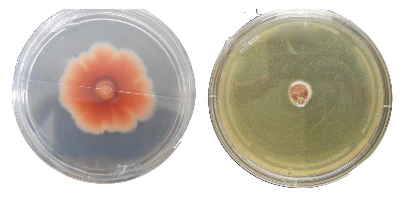 Control de patógenos Fusarium, Sclerotinia y Alternaria in vitro con Fungi Q