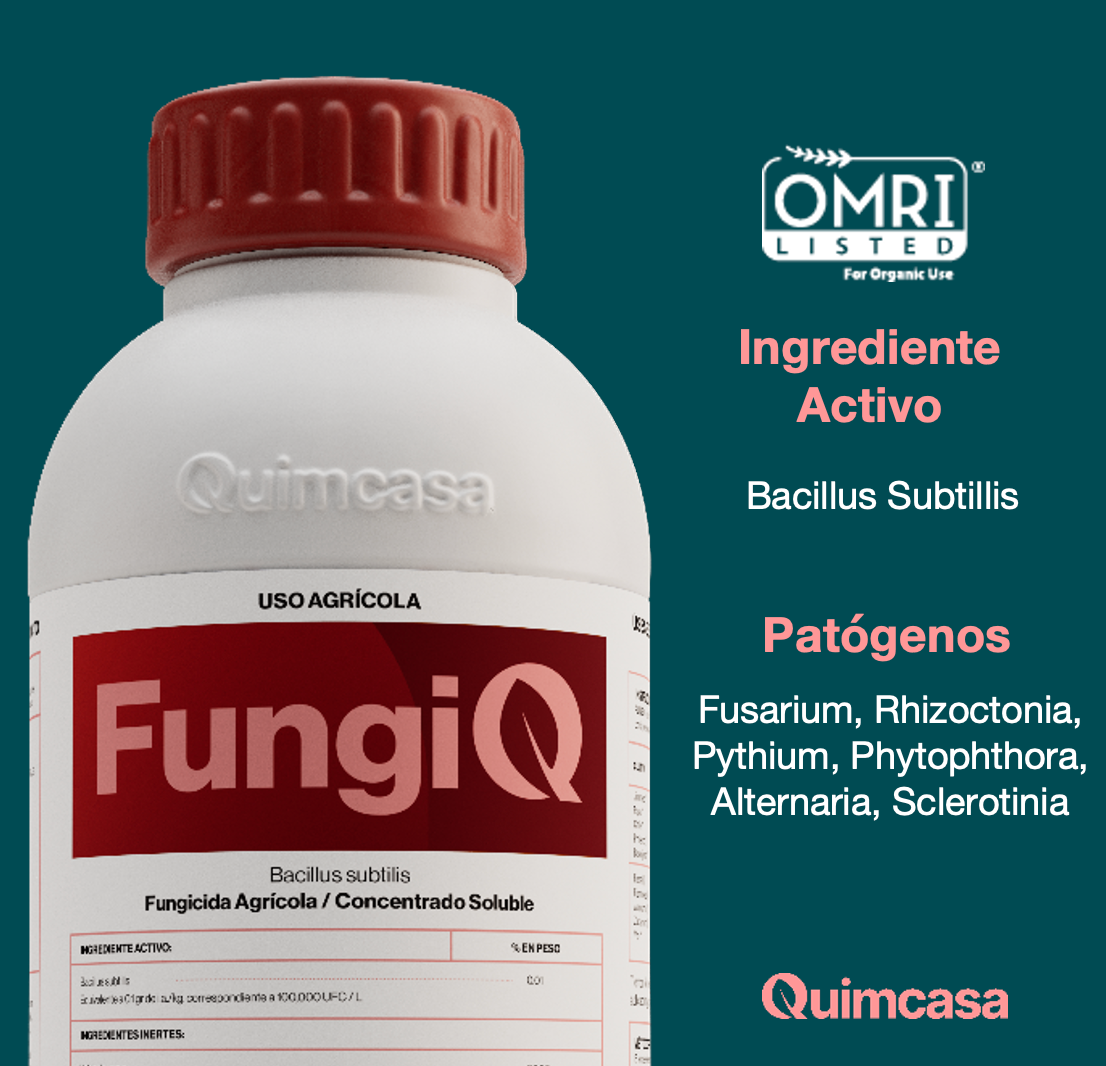 Fungi Q - Bacillus Subtillis