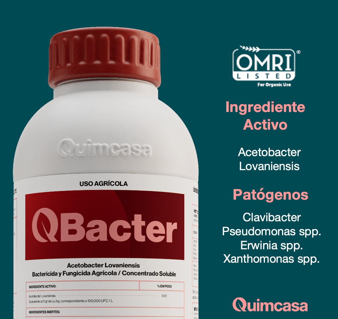 Q Bacter -  Acetobacter Lovaniensis